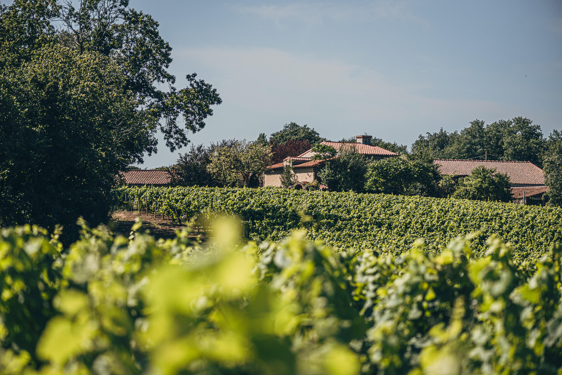 Monnière Saint-Fiacre Plantation 1947 2016, Domaine Gadais Père &amp; Fils