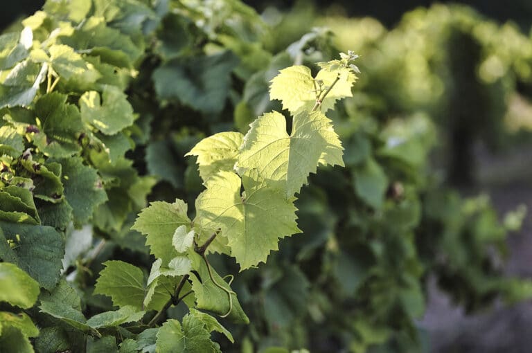 Melon de Bourgogne Cépage Muscadet Domaine Gadais Père & Fils