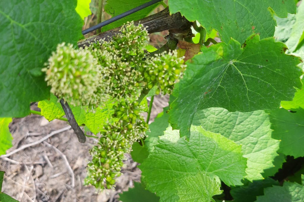 Accueil, Domaine Gadais Père &amp; Fils